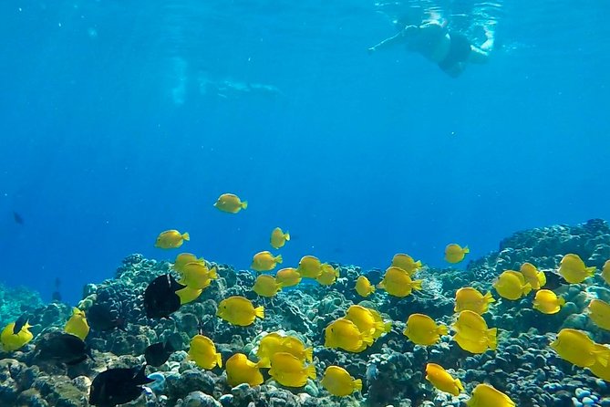 Small Group Snorkeling Expedition South Kona - Wildlife Encounters