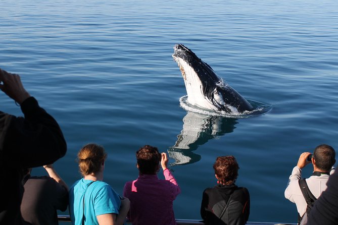 Spirit of Hervey Bay Whale Watching Cruise - Tips for an Enjoyable Experience