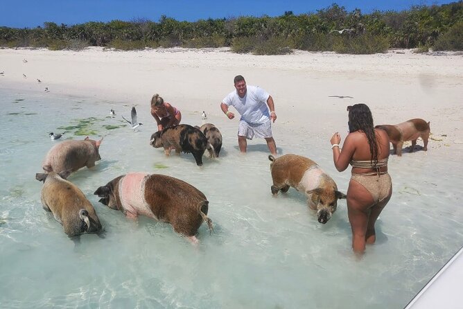 Swim With the Pigs and Explore Caves in Nassau - Tips for an Enjoyable Experience