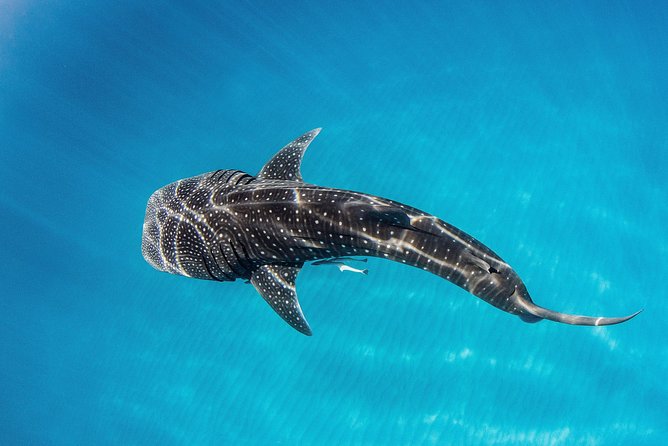 Swim With Whale Sharks- the Largest Fish in the World! - Customer Reviews and Feedback