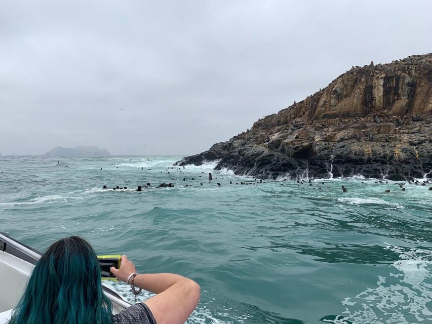 Swimming With Sea Lions in Lima - Frequently Asked Questions