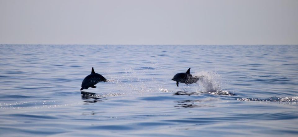 Taormina Coast Tour and Searching Dolphins - Customer Reviews and Ratings