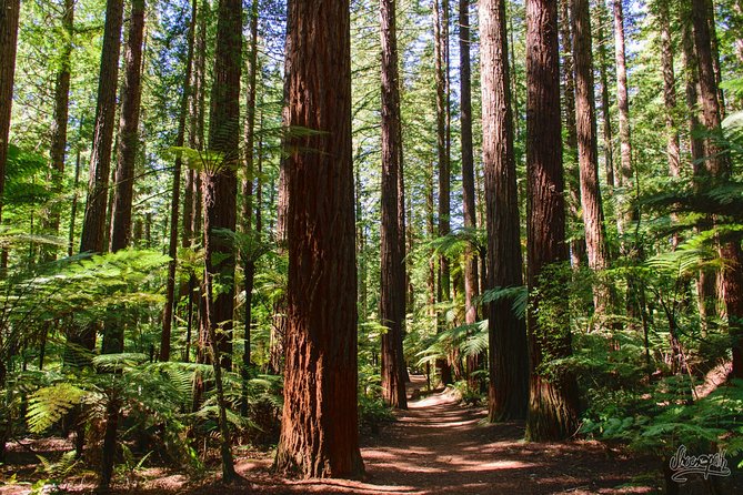 Tauranga-Rotorua: Canopy Tree Walk-Geysers: Private Tour. - Pricing and Booking Information