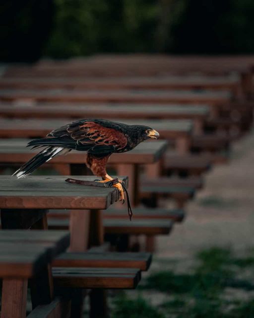 The Court of the Falconer Masseria Mazzetta - Frequently Asked Questions