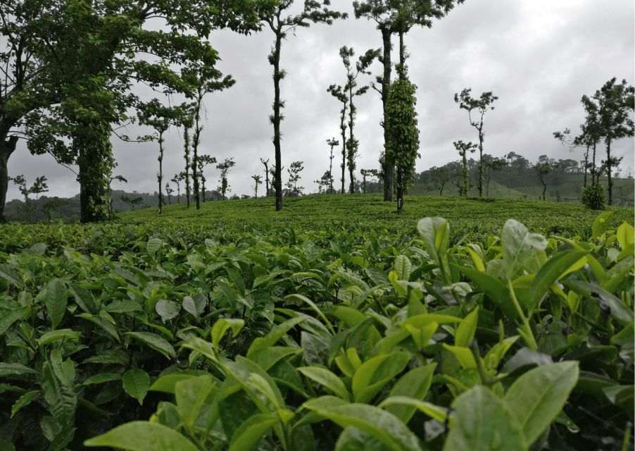 Touristic Highlights of Coorg (Guided Full Day Tour by Car) - Booking Information