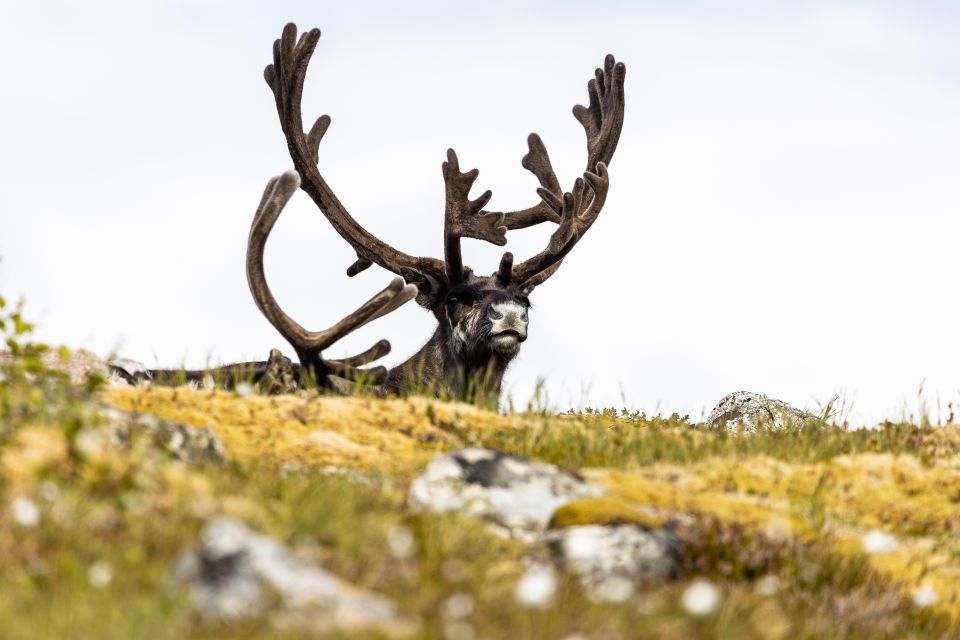 Tromso: Guided Fjord Expedition & Kvaløya Island With Lunch - Important Information