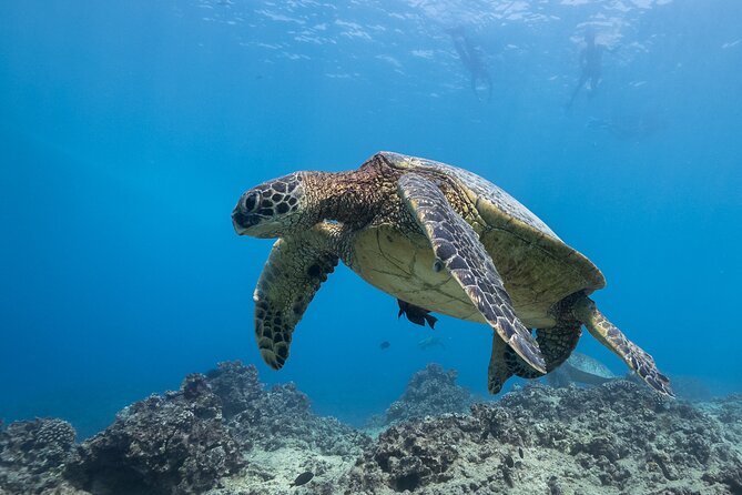 Turtle Canyon Waikiki Snorkel Adventure - What to Bring