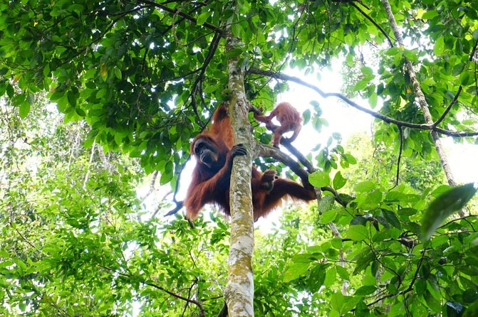 Two Days Orangutans Adventure in Gunung Leuser - Reviews and Ratings