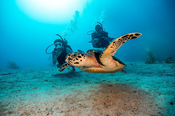 Two Fun Dives With Certified Divers on Phi Phi Island - Customer Reviews and Feedback