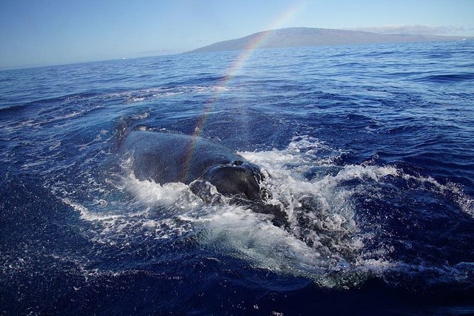 Ultimate 2 Hour Exclusive VIP Whale Watch Tour - Whale Watching Highlights