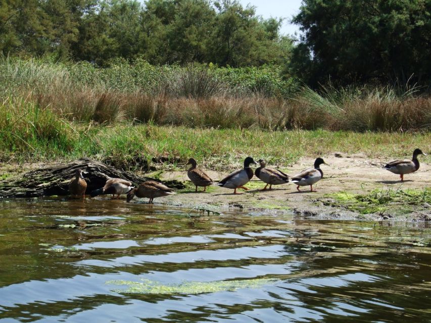 Valledoria: Coghinas River Kayak Rental - Recap