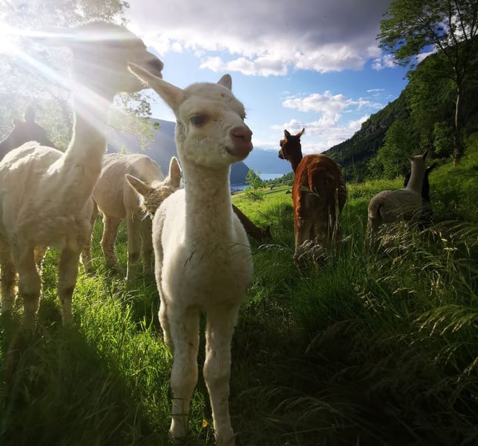 Vik: Hiking Tour With Farm Visit - Scenic Hiking Journey