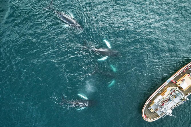 Whale Watching and Sea Angling Tour - Tips for Travelers