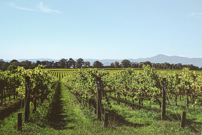 Yarra Valley Grazing Tour With Champagne Brunch at Chandon - Customer Reviews