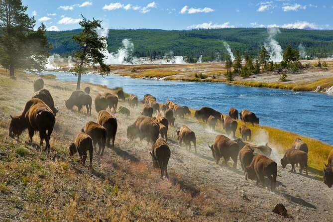 Yellowstone National Park Self-Guided Driving Audio Tour - Tips for a Successful Tour