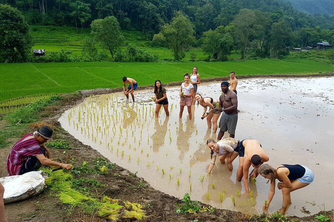 1 Day Trekking in Chiang Mai - Reviews and Testimonials