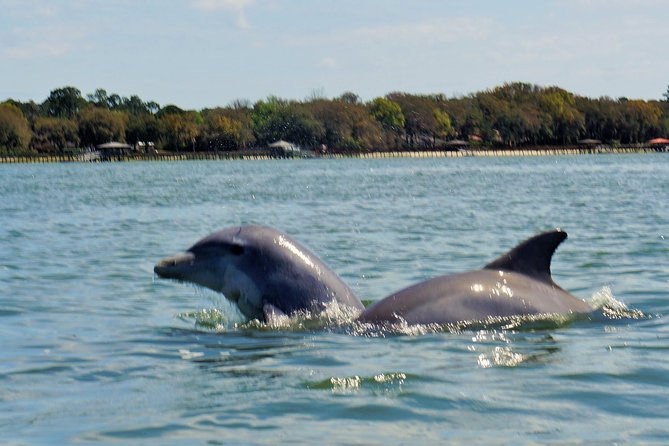 2-Hour Private Hilton Head Dolphin Watching Cruise - Pricing and Booking Information