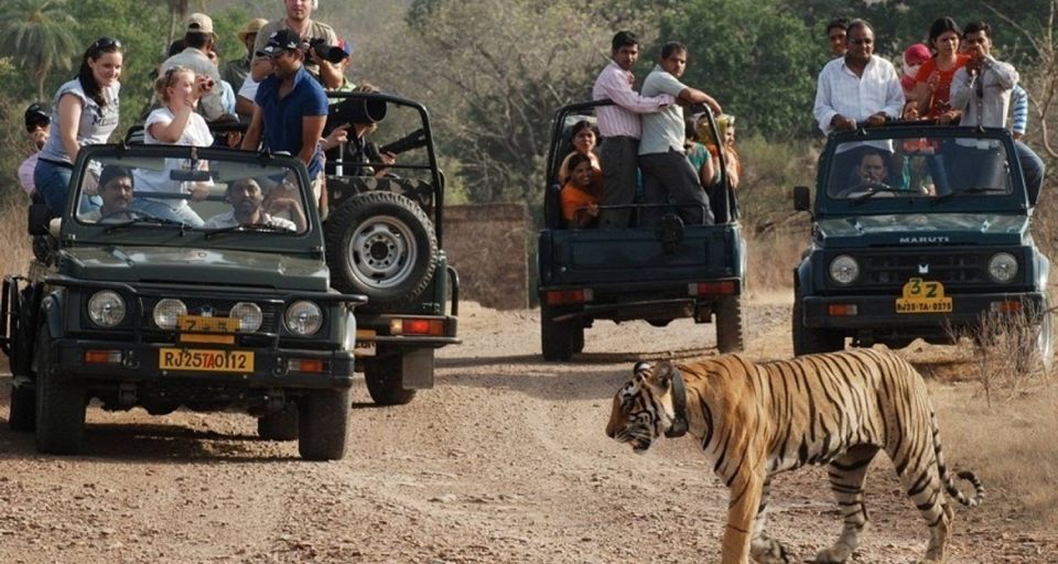 8 Days GOLDEN TRIANGLE WITH RANTHAMBORE WILDLIFE SAFARI - Booking and Accessibility Options