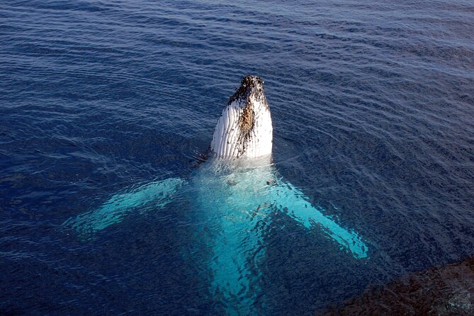 Adventure Sail From Lahaina Harbor - Booking Information and Tips