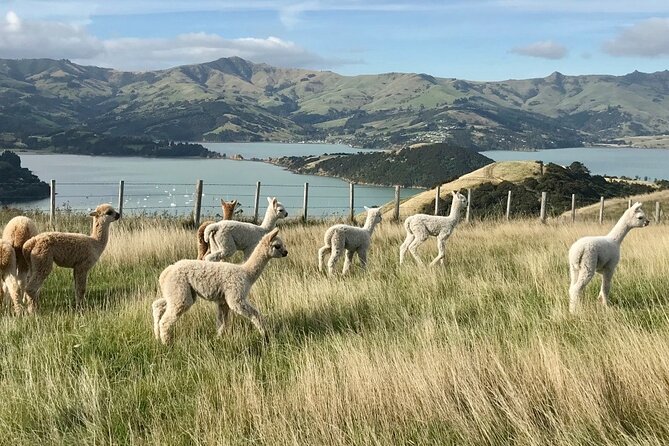 Akaroa Eco-Safari With Alpaca Farm Tour and Wine Tasting - Booking Information