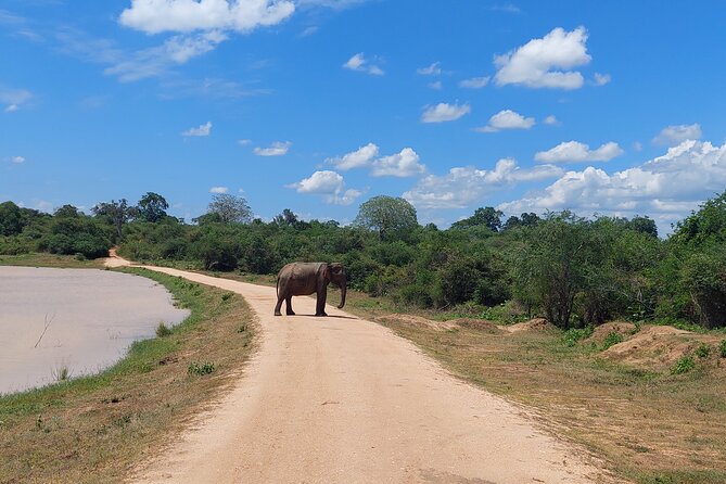 All Inclusive Udawalawe National Park Safari Day Tour From Colombo and Negombo - Tips for Your Safari