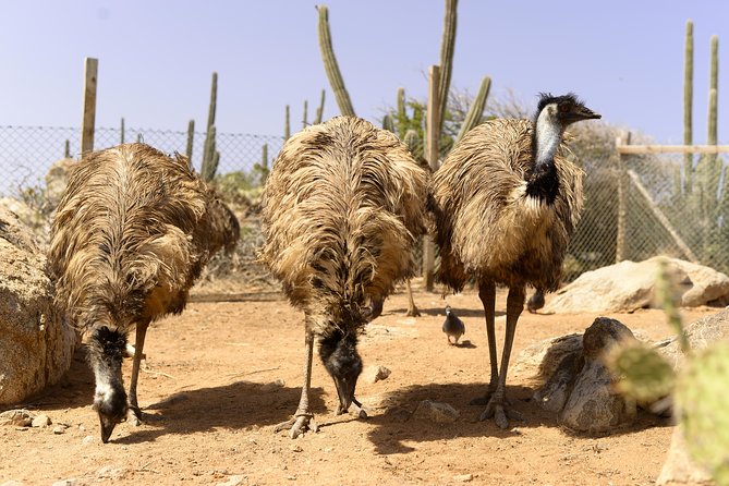 Aruba Ostrich Farm Tour With Lunch - Additional Tips for Visitors