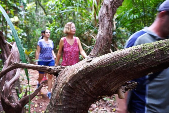 Atherton Tablelands Rain Forest by Night From Cairns - Booking and Cancellation Policies