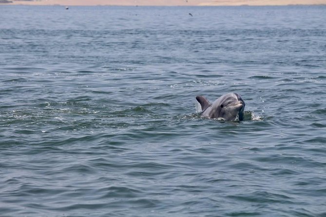 Ballestas Islands Group Tour From San Martin Port - Booking Information and Tips