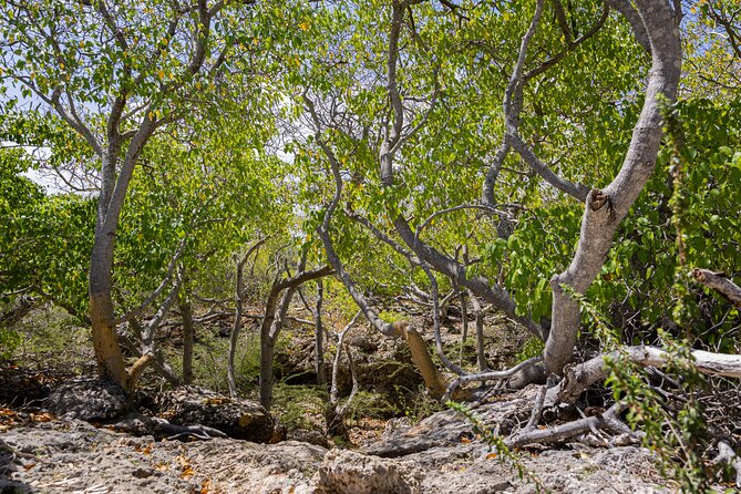 Bandabou Sights Curacao; UTV/Buggy All Inclusive Semi Private Tour - Tips for Travelers