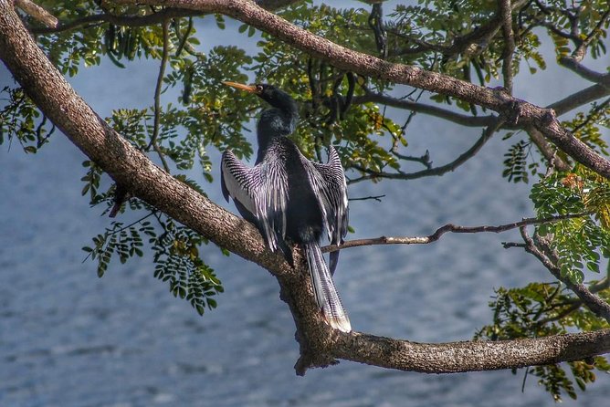 Bird Watching Tours - Exploring Tobagos Natural Beauty