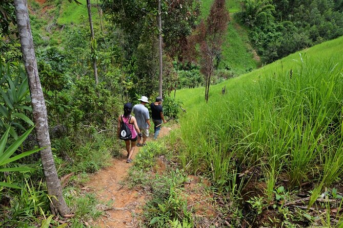 Bush Hiking to Explore Wild Plants & Fresh Fruits,Montego Bay - Booking and Cancellation Policy