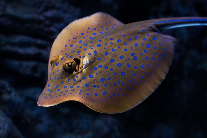 Cairns Aquarium by Twilight Tour and 3-Course Dinner - Recommendations for Future Visitors