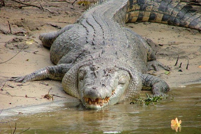 Cape Tribulation Day Tour From Cairns - Accessibility Information