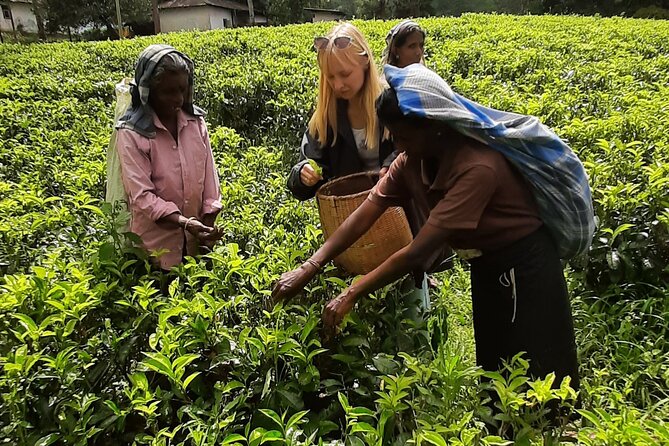 Day Tour to Nuwareeliya (Little England) From Kandy - Customer Reviews and Feedback