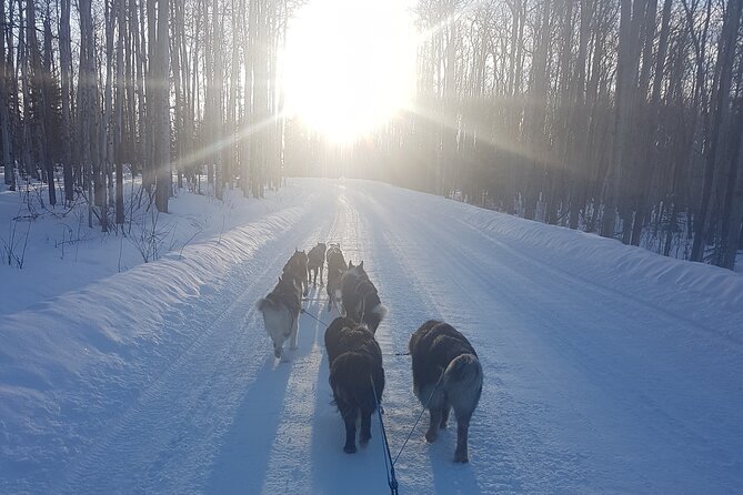 Dog Sled Adventure - Final Recommendations