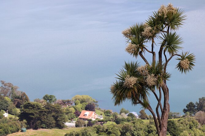 Dunedin City, Wildlife and Larnach Castle - Tips for Travelers in Dunedin