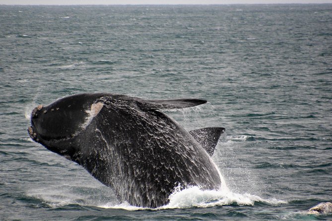 Educational Whale Watching Tour From Augusta or Perth - Cancellation Policy and Options