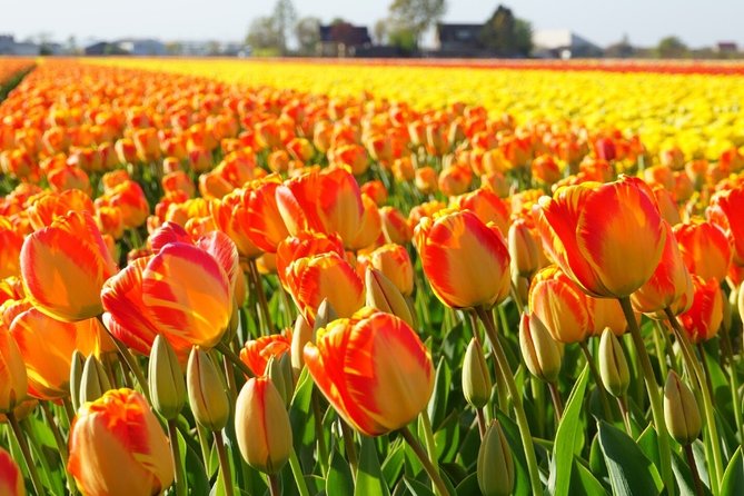 Enjoy the Tulip Fields by Bicycle With a Local Guide! Tulip Bike Tour! - Preparing for Your Bike Tour