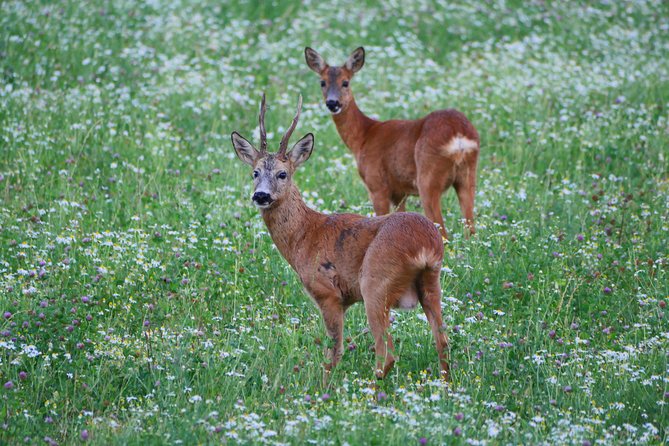 Evening Wildlife Safari From Stockholm - Tips for Visitors