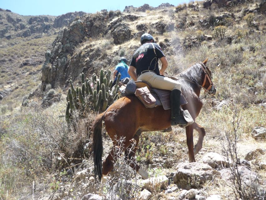 From Arequipa: Colca Valley/Canyon 2-Day Tour & Horse Riding - Customer Reviews and Feedback