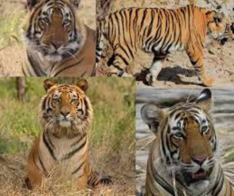 From Delhi: 5 Days Golden Triangle W/Ranthambore Tiger Safai - Important Restrictions