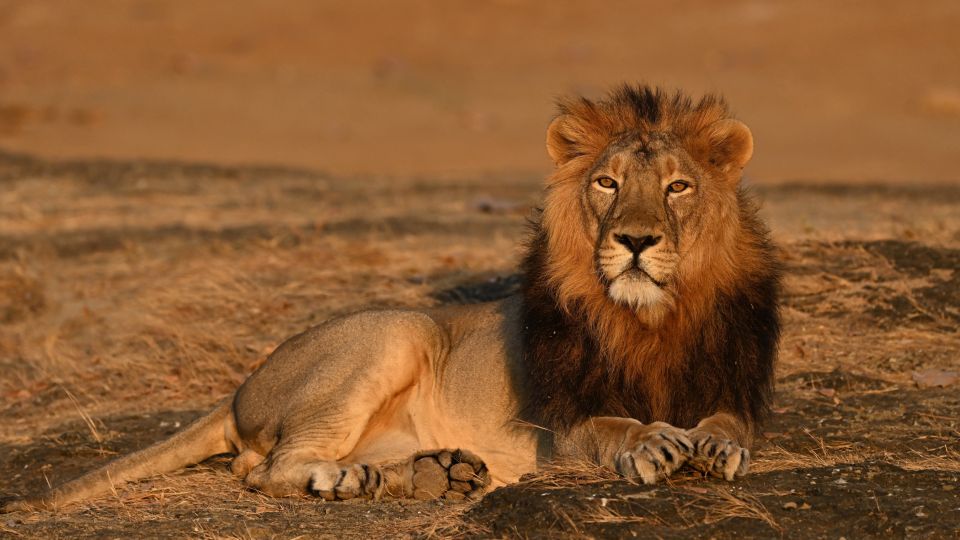 From Rajkot: Gir Somnath Weekend Tour - Customer Reviews and Ratings