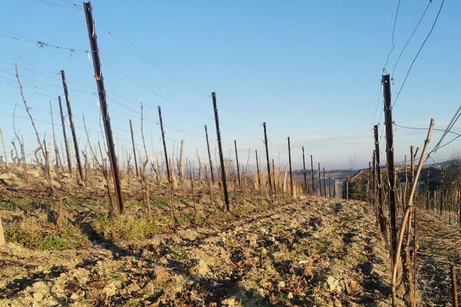 Full Day Barolo&Barbaresco Wine Tour From Milano With a Local Winemaker - Customer Reviews