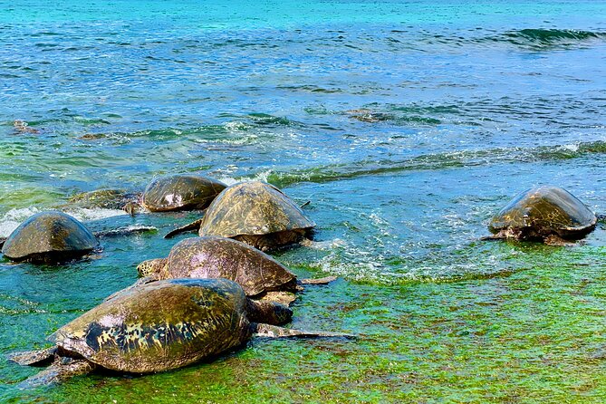 Full Day Oahu Guided Circle Island Tour Inc Snorkel and Turtles - Final Thoughts on the Experience