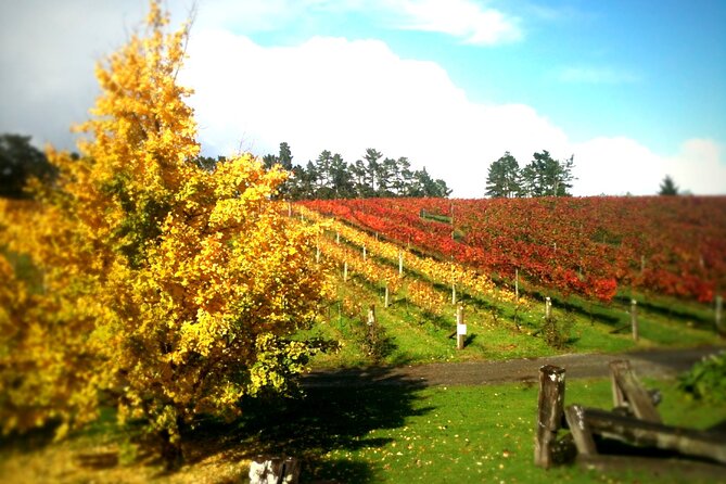 Full-Day Wine Tasting Tour in Auckland With 3-Course Vineyard Lunch - Booking Your Wine Tasting Experience