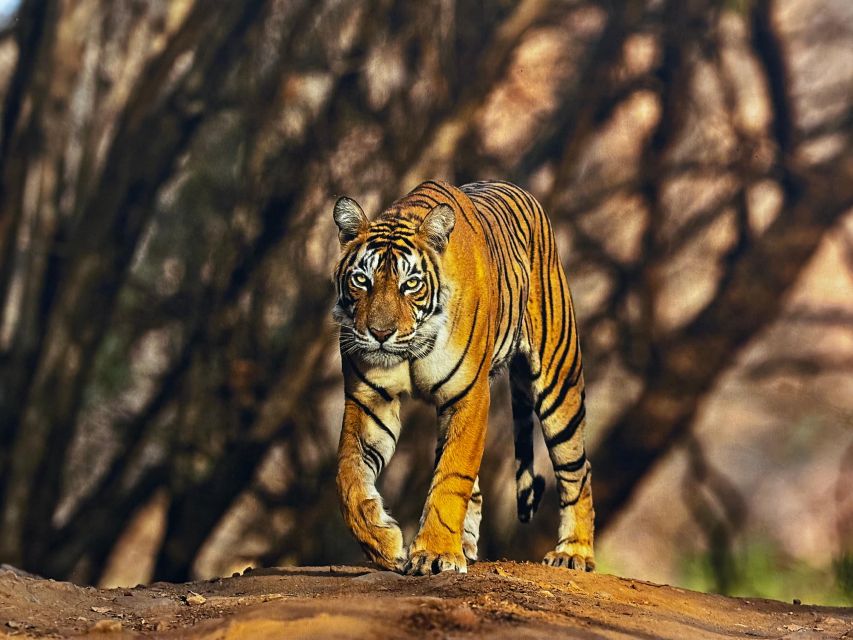 Golden Triangle Tour With Ranthambore by Car 6 Nights 7 Days - Important Travel Information