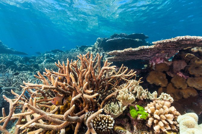 Great Barrier Reef Snorkeling and Diving Cruise From Cairns - Exploring the Great Barrier Reef