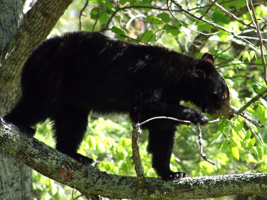 Great Smoky Mountains: Self-Guided Audio Driving Tour - Suggested Itinerary Ideas