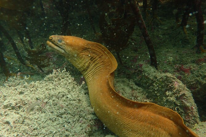 Guided Snorkel Experience, Advanced - How to Prepare for Your Adventure