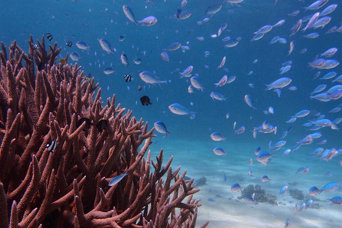 Half Day Snorkel 2.5hr Turtle Tour on the Ningaloo Reef, Exmouth - Tips for a Great Tour